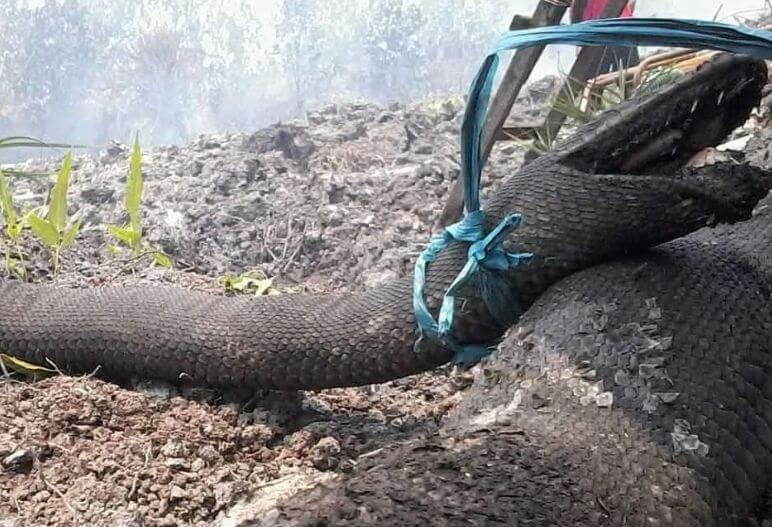Ular-ular ini jadi korban hutan Kalimantan yang terbakar (net)