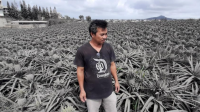 Dampak letusan Gunung Taal, petani nanas Rugi Miliaran rupiah! (net)