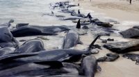 Sekitar 100 ekor paus pilot mati secara misterius di Selandia Baru (net)