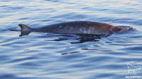 Ilmuwan Meksiko temukan spesies paus baru (net)