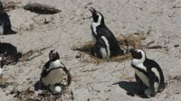 Puluhan penguin mati di Afrika Selatan (net)