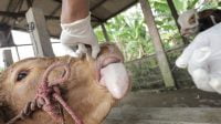 Hewan Ternak Terserang Wabah Penyakit Mulut dan Kuku Aman Dikomsumsi